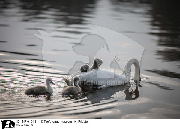 Hckerschwne / mute swans / NP-01011