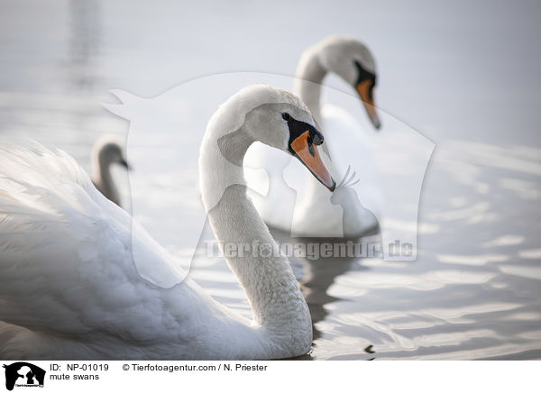 Hckerschwne / mute swans / NP-01019