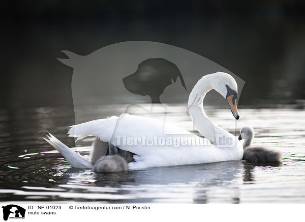 Hckerschwne / mute swans / NP-01023