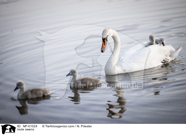 Hckerschwne / mute swans / NP-01024
