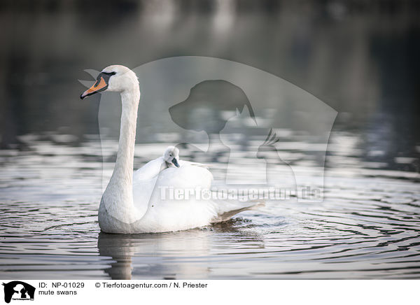 Hckerschwne / mute swans / NP-01029