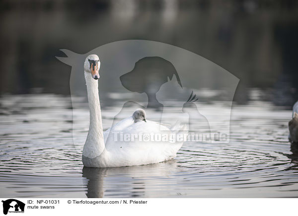 Hckerschwne / mute swans / NP-01031