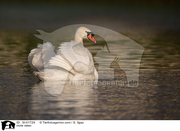 Hckerschwan / mute swan / SI-01729