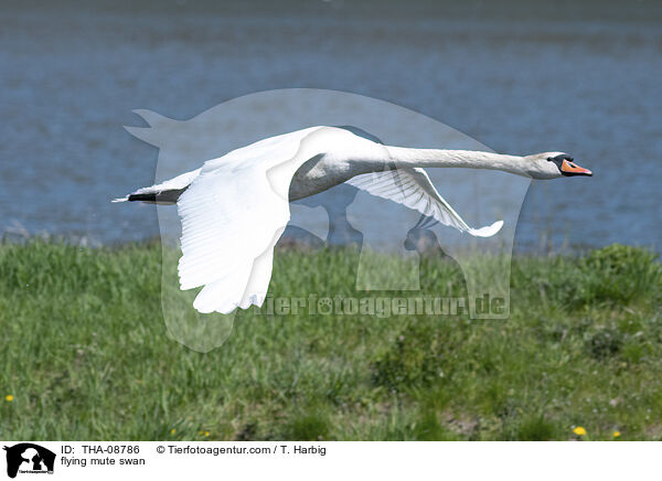 fliegender Hckerschwan / flying mute swan / THA-08786