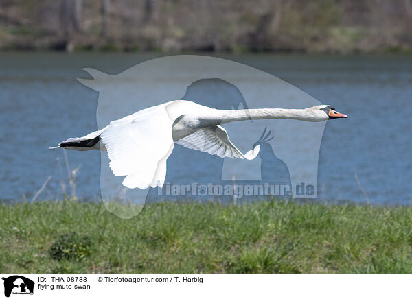 fliegender Hckerschwan / flying mute swan / THA-08788