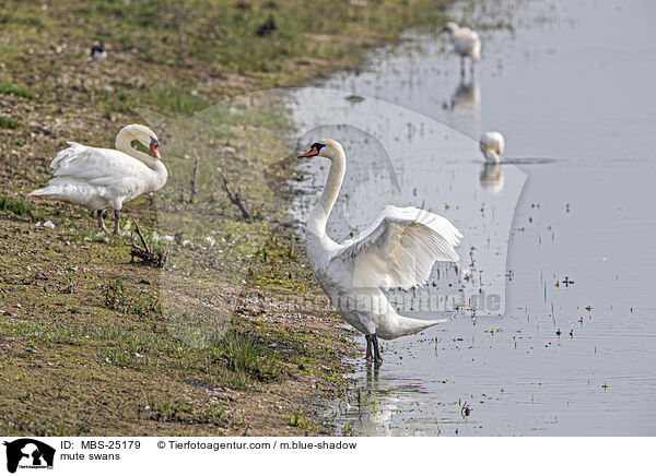 mute swans / MBS-25179