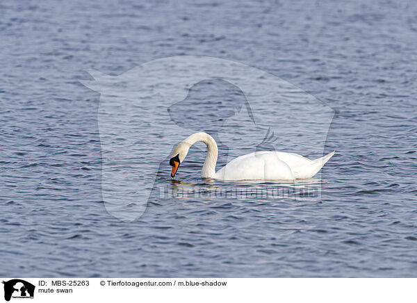 Hckerschwan / mute swan / MBS-25263