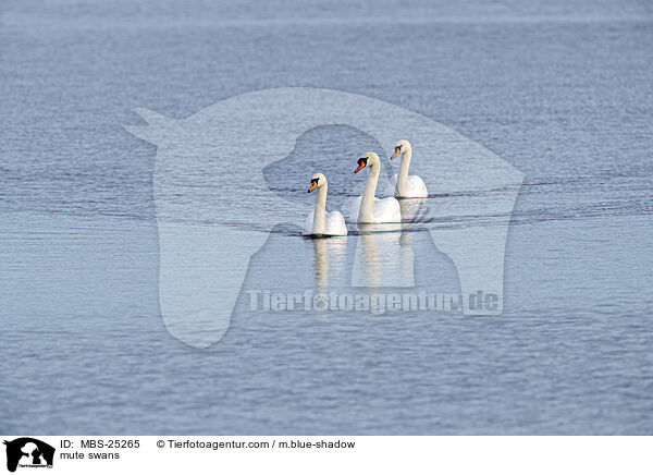 Hckerschwne / mute swans / MBS-25265