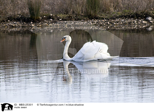 Hckerschwan / mute swan / MBS-25301