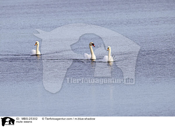 Hckerschwne / mute swans / MBS-25302