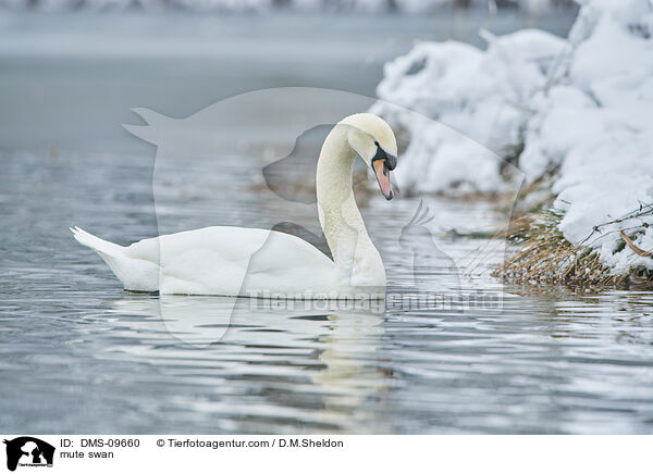 Hckerschwan / mute swan / DMS-09660