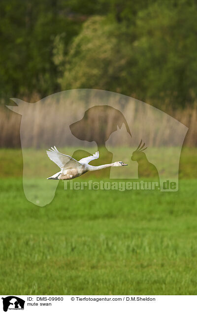 Hckerschwan / mute swan / DMS-09960