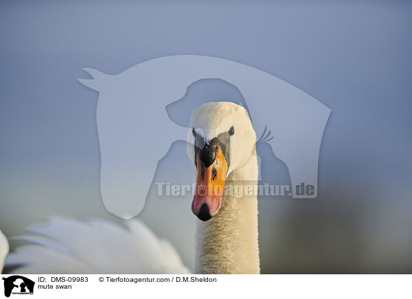 Hckerschwan / mute swan / DMS-09983