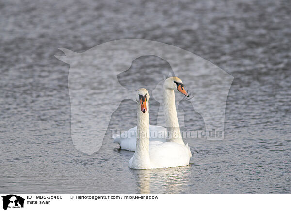 Hckerschwan / mute swan / MBS-25480