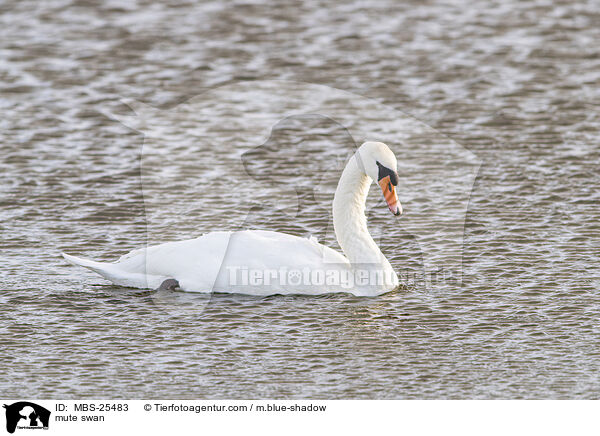 Hckerschwan / mute swan / MBS-25483