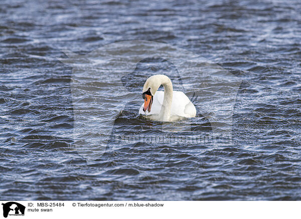 Hckerschwan / mute swan / MBS-25484