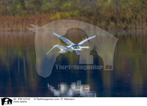 Hckerschwne / mute swans / PW-12732