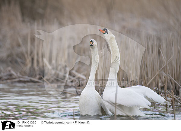 Hckerschwne / mute swans / PK-01336