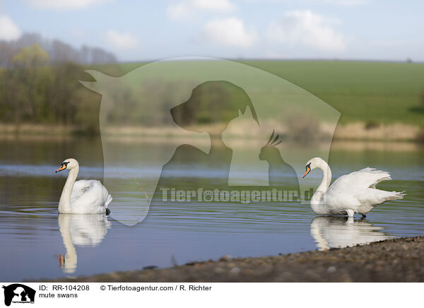 Hckerschwne / mute swans / RR-104208