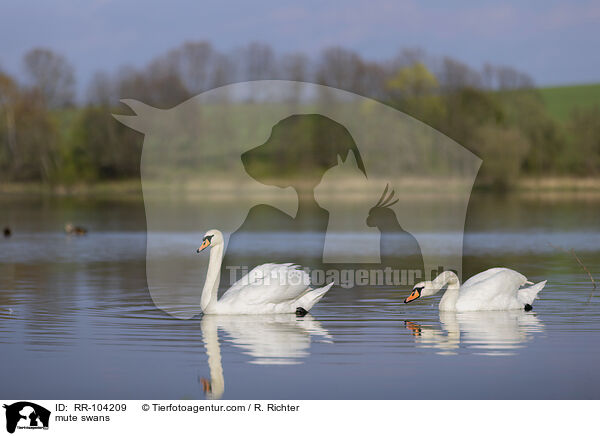 Hckerschwne / mute swans / RR-104209