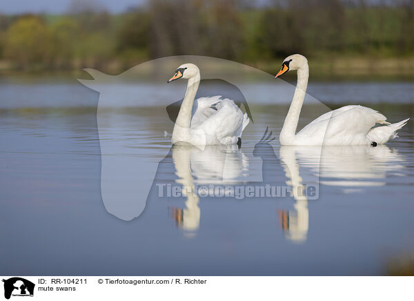 Hckerschwne / mute swans / RR-104211