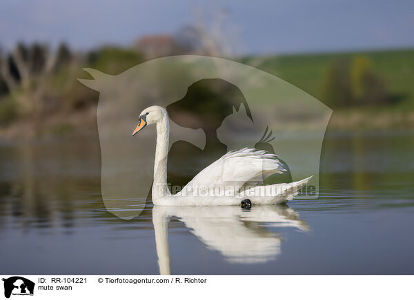 Hckerschwan / mute swan / RR-104221