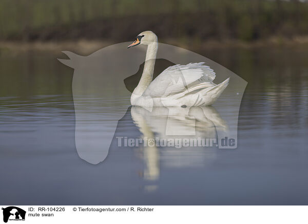 Hckerschwan / mute swan / RR-104226