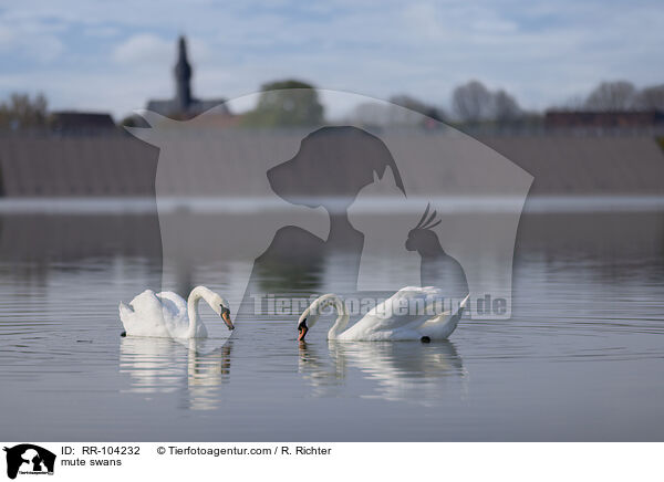 Hckerschwne / mute swans / RR-104232