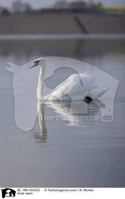 Hckerschwan / mute swan / RR-104233