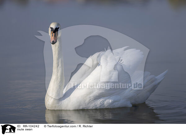 mute swan / RR-104242