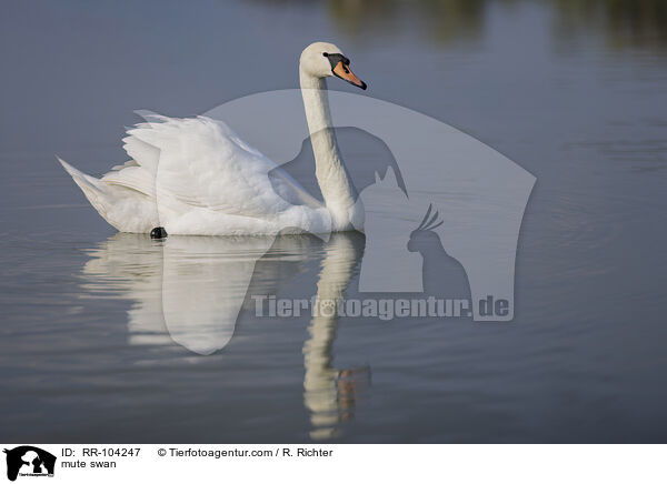 Hckerschwan / mute swan / RR-104247