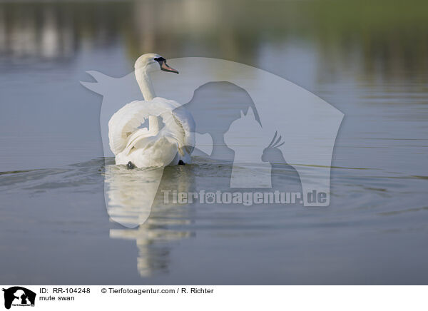 mute swan / RR-104248