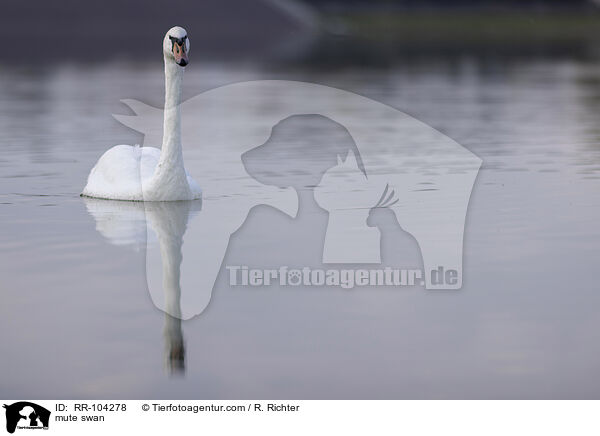 Hckerschwan / mute swan / RR-104278