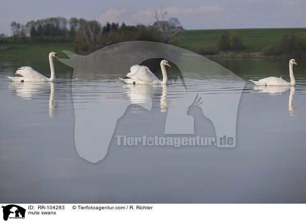 Hckerschwne / mute swans / RR-104283