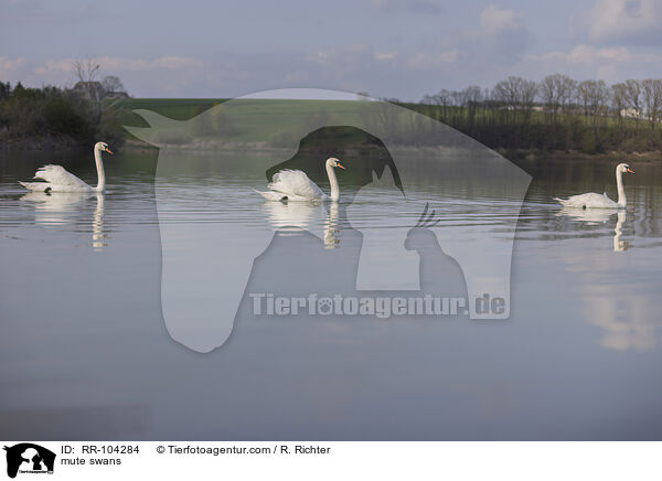 Hckerschwne / mute swans / RR-104284