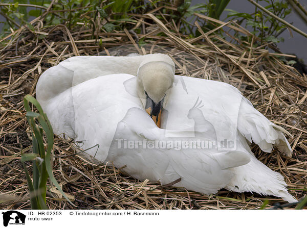 Hckerschwan / mute swan / HB-02353