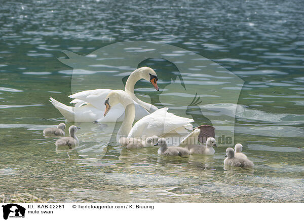 Hckerschwan / mute swan / KAB-02281