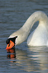 drinking mute swan