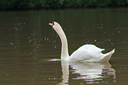 mute swan