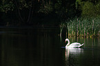 mute swan