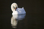 mute swan