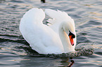 mute swan