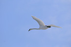 mute swan