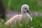 young mute swan