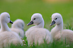 young mute swans