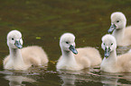 young mute swans