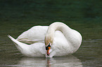 mute swan