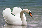 mute swan