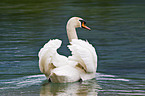 mute swan