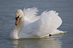 mute swan